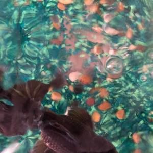 Meet your Posher, Elba